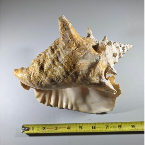 Large Natural Brown & White Conch Sea Shell Decorative Accent beachcore vacation - Picture 7 of 7